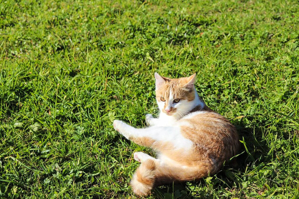 Tiere am Bauernhof - Urlaub am Bio-Bauernhof Mittersteghof Filzmoos, Österreich