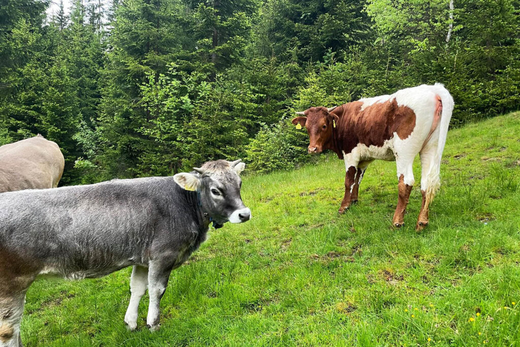 Tiere am Bauernhof - Urlaub am Bio-Bauernhof Mittersteghof Filzmoos, Österreich