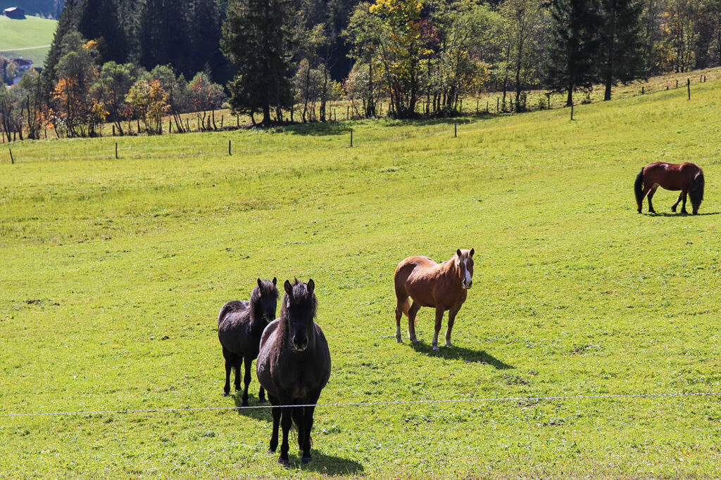 Tiere am Bauernhof - Urlaub am Bio-Bauernhof Mittersteghof Filzmoos, Österreich