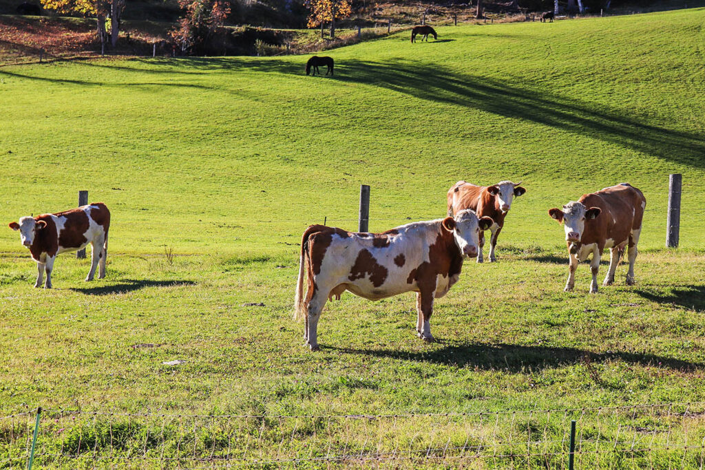 Tiere am Bauernhof - Urlaub am Bio-Bauernhof Mittersteghof Filzmoos, Österreich