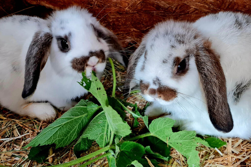 Tiere am Bauernhof - Urlaub am Bio-Bauernhof Mittersteghof Filzmoos, Österreich