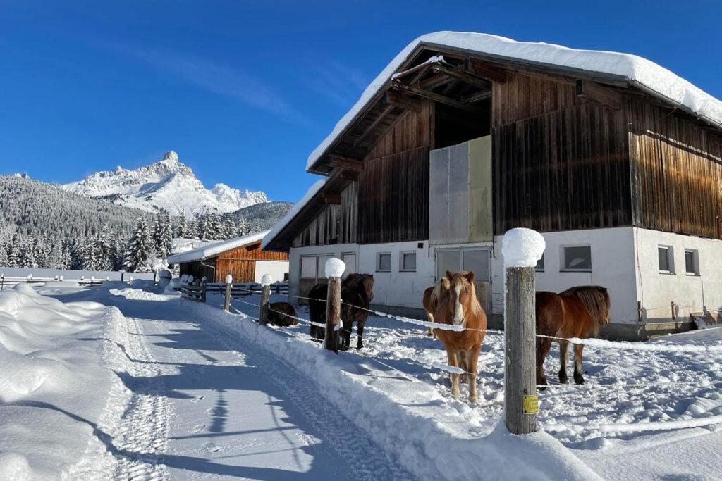Reiten für Kinder - Urlaub am Bio-Bauernhof Mittersteghof Filzmoos, Österreich