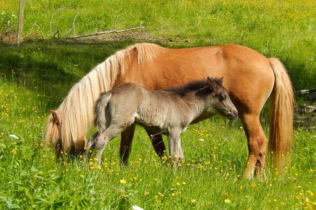 Tiere am Bauernhof - Urlaub am Bio-Bauernhof Mittersteghof Filzmoos, Österreich